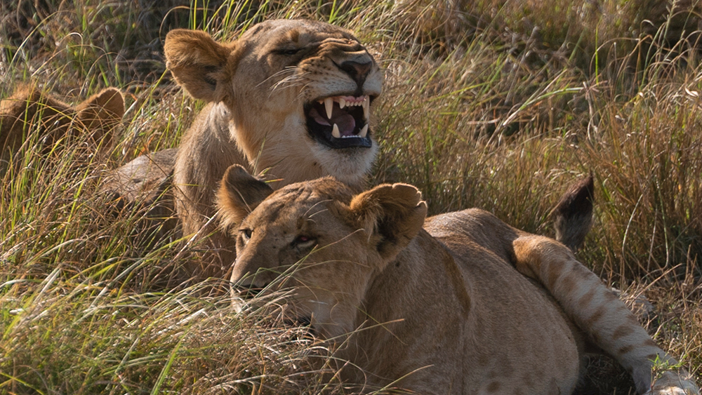 Wildlife in Maasai Mara, Photo Credit: Thought Leader Global Media