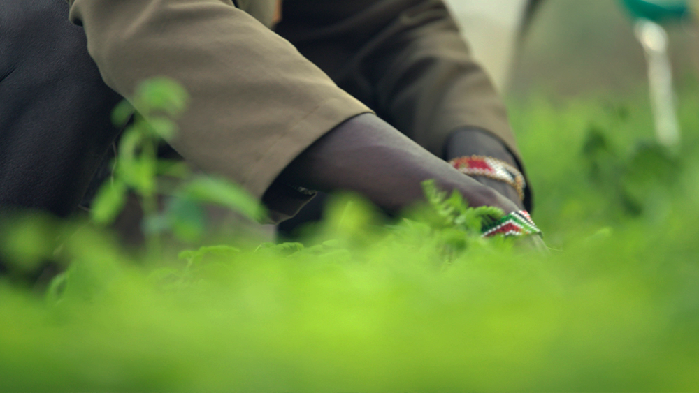 Reforestation in Maasai Mara Photo Credit: Thought Leader Global Media