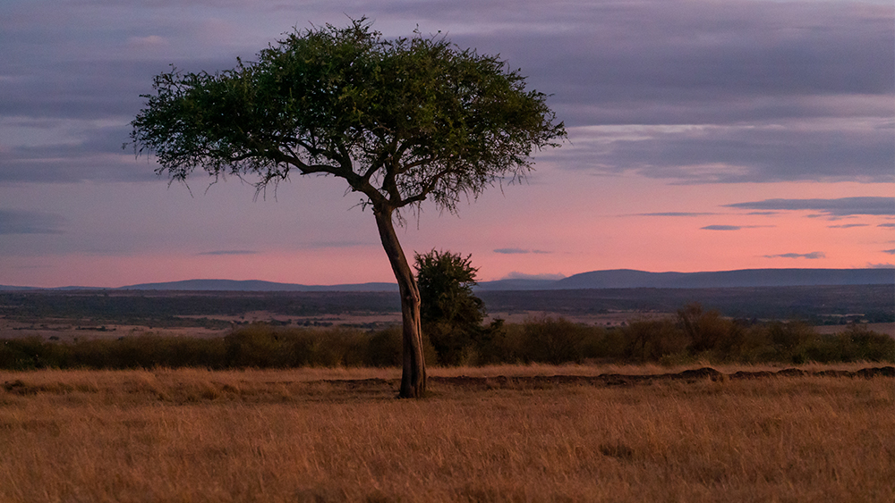 Massai Mara Photo Credit: Thought Leader Global Media