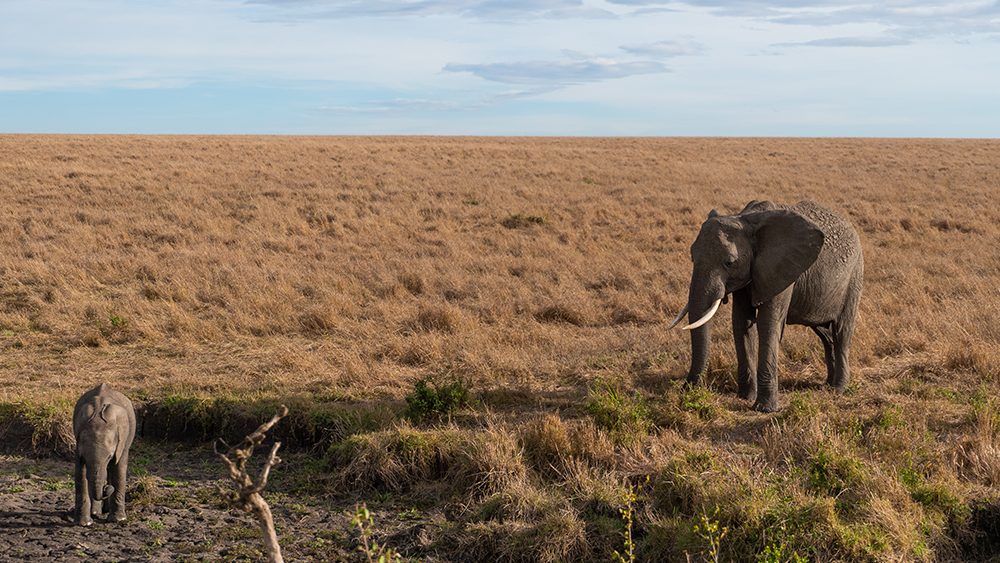 Elephants in Maasai Mara, Photo Credit: Thought Leader Global Media