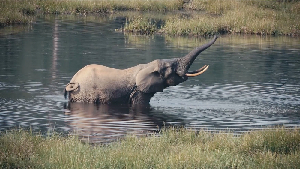 I Am Congo: Discover the wildlife - Intro Africa - Travel