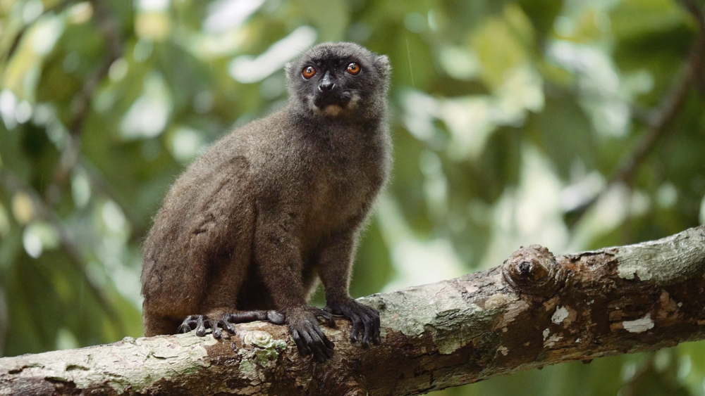 Lemur on Madagascar Photo Credit: Morten Rustad. Discover beautiful Madagascar