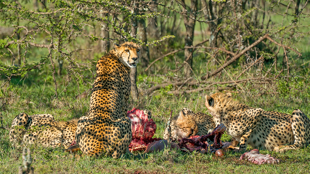 The Cheetah in Maasai Mara under threat