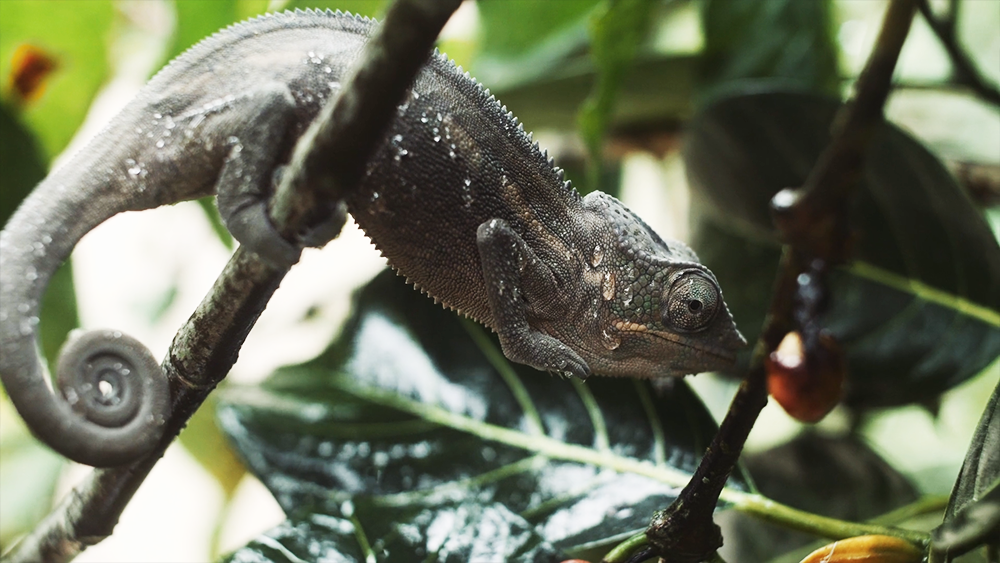 chameleons on Madagascar